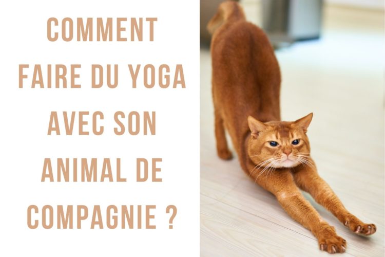 Cet article traite de comment faire du yoga avec son animal de compagnie, une pratique aux nombreux bienfaits que l'on appelle également "pet yoga" ! Le yoga a de nombreux bienfaits pour la santé, il permet de se détendre et de se rapprocher de la méditation tout en faisant travailler ses muscles profonds.  Depuis quelque temps, les animaux se mettent eux aussi à intégrer les salles de yoga ou à se faire une place sur votre tapis.  Le "pet yoga" est une nouvelle tendance venue des Etats Unis qui permet de faire du yoga avec son compagnon à poils. Découvrez dans cet article comment partager ce moment avec votre animal !